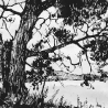 Благодатских М. «Дерево»