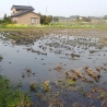 Ненаживина Ирина. «ART/X/TOYAMA»