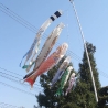 Ненаживина Ирина. «ART/X/TOYAMA»