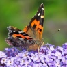 Leonid Makarov. «Butterfly»