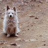 Anastasia Skachkova. «puppy»
